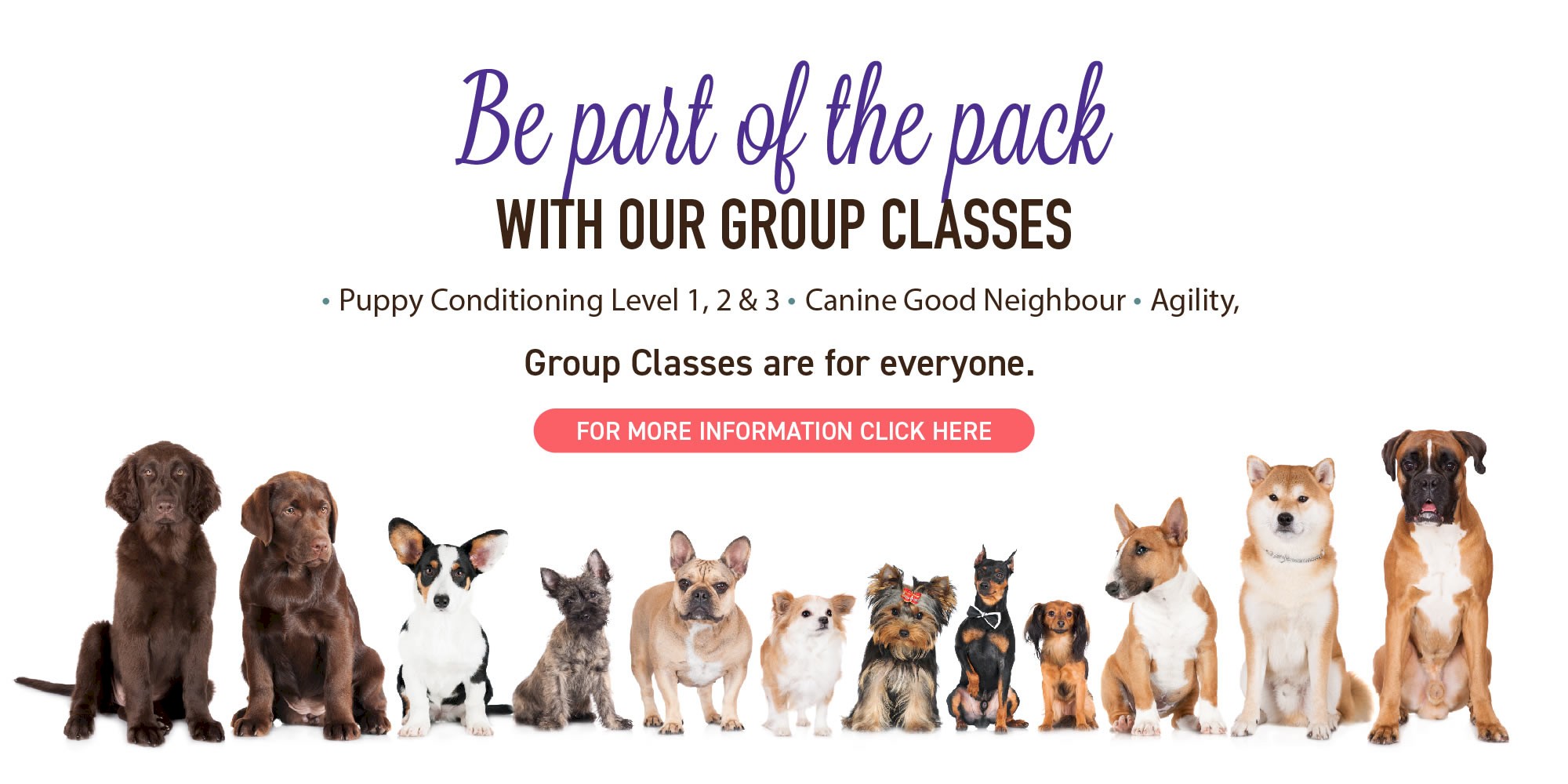 Dog training classes