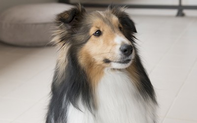 Puppy Conditioning Class