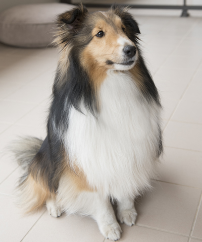 Puppy Conditioning Class