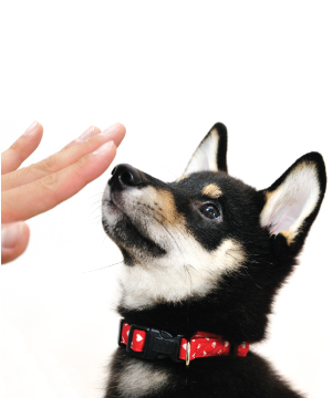 Puppy Conditioning Level 2 Class