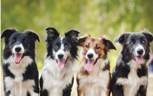 Canine Good Neighbour Class