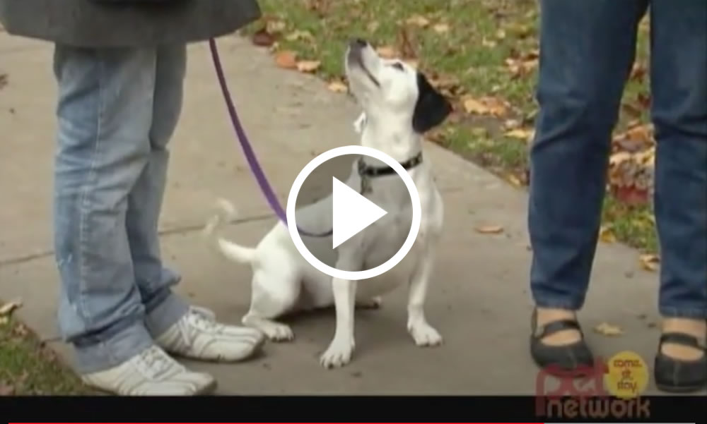 Image about Deena teaching dog how to heel